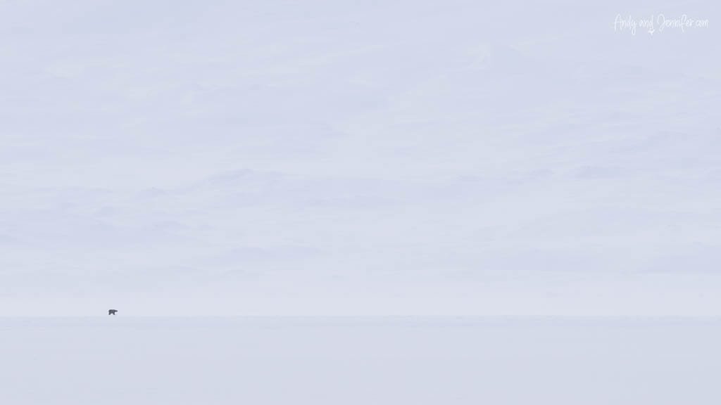 Distant polar bear in vast snowy Arctic landscape