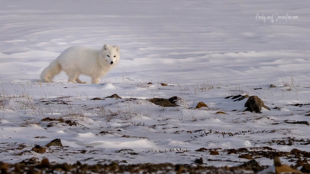 Fluffy white Arctic fox running on tundra