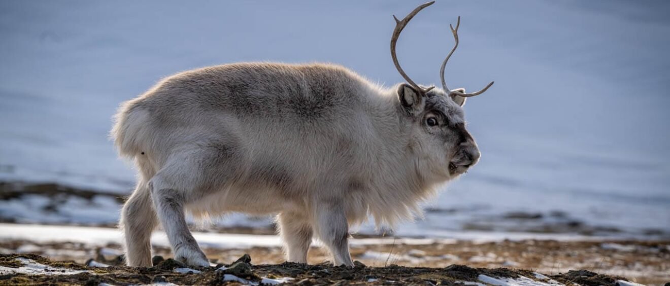 Svalbard reindeer standing on snowy tundra