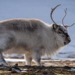 Svalbard reindeer standing on snowy tundra
