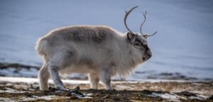 Svalbard reindeer standing on snowy tundra