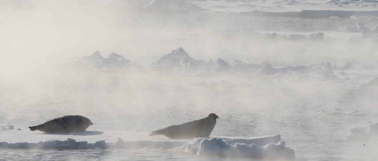 Two seals resting on sea ice in Arctic mist