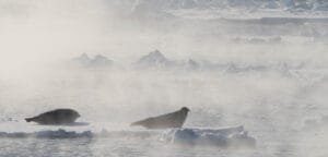 Two seals resting on sea ice in Arctic mist