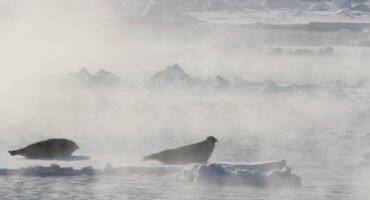 Two seals resting on sea ice in Arctic mist