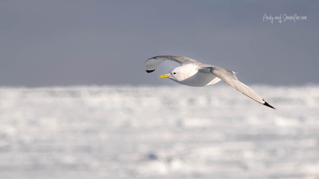 Ivory gull - one of the rare birds of Svalbard - flying low over Arctic sea ice