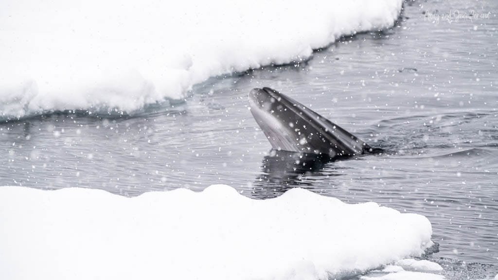 Minke whale surfacing in icy Arctic water