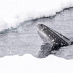 Minke whale surfacing in icy Arctic water