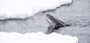 Minke whale surfacing in icy Arctic water