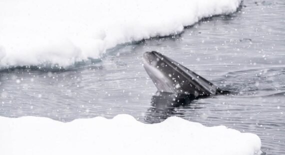 Minke whale surfacing in icy Arctic water