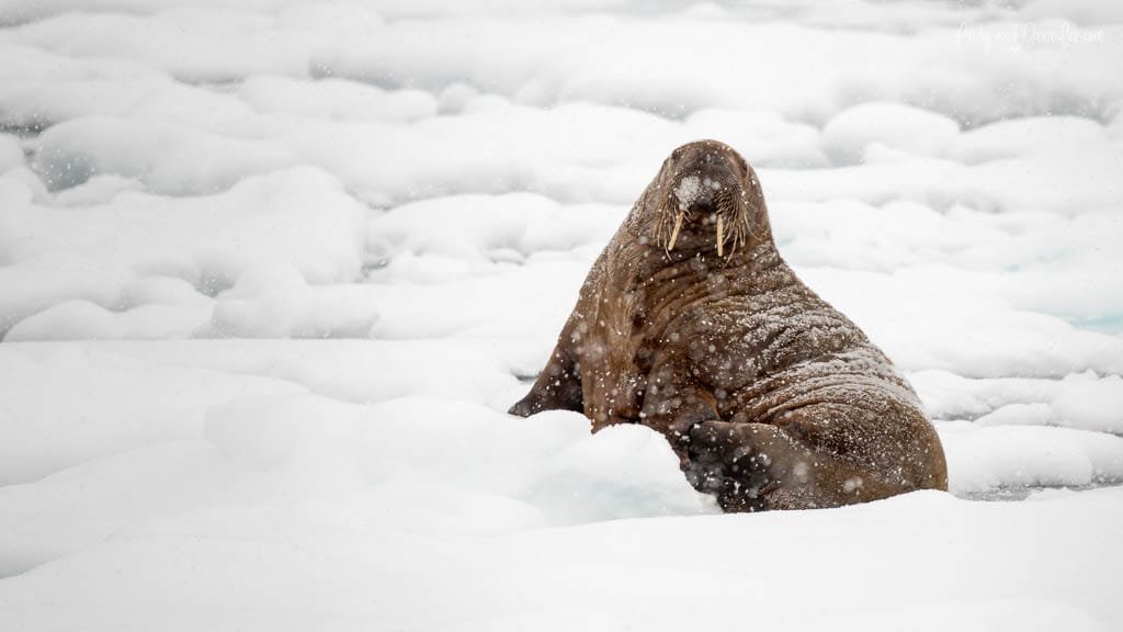 Walrus resting on snow-covered ice