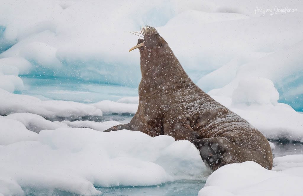 Walrus on icy terrain in snowfall