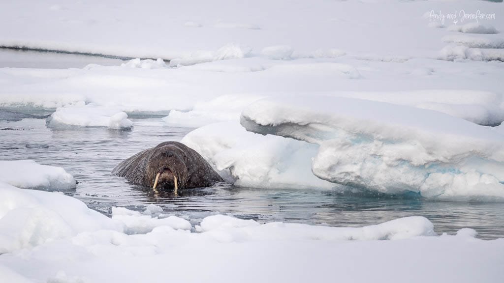Walrus in snow-covered sea ice pool