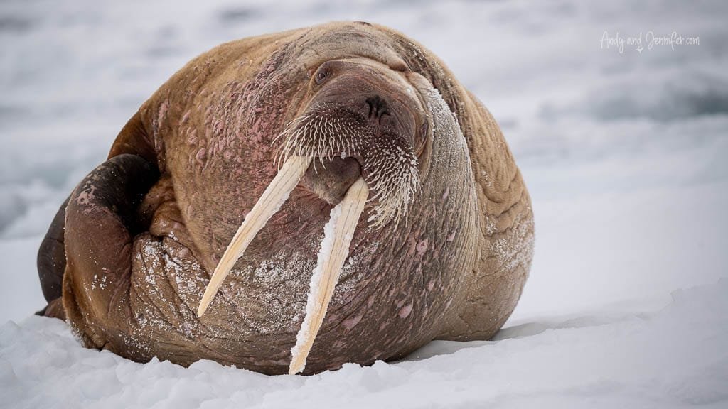 Walrus lounging with long tusks in snow