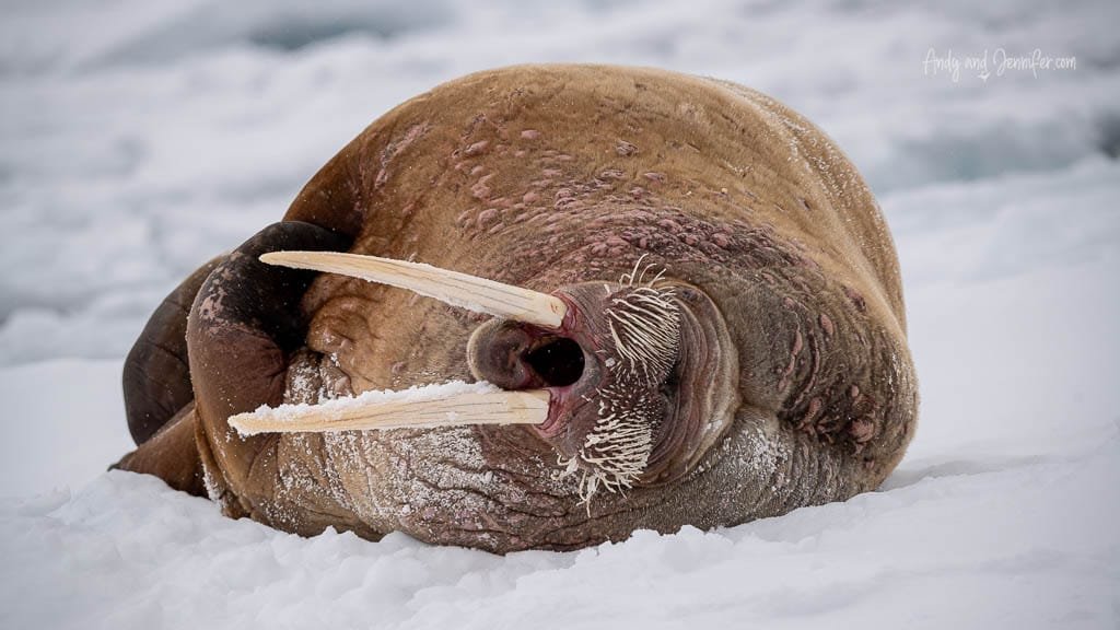Walrus lying sideways with open mouth