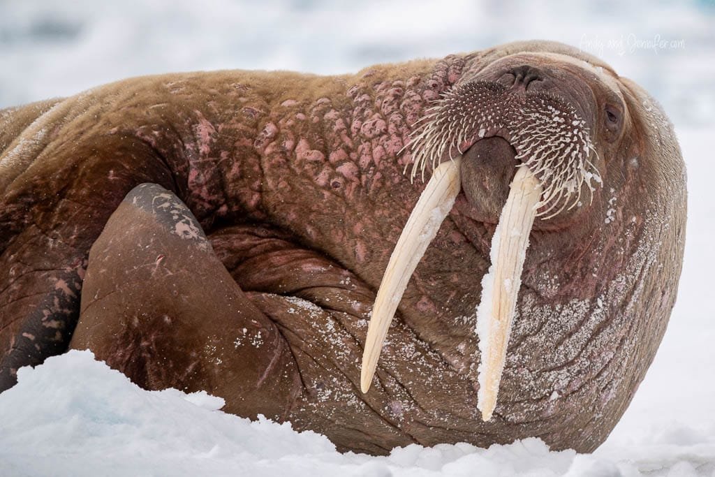 Walrus with long tusks on snowy ice floe