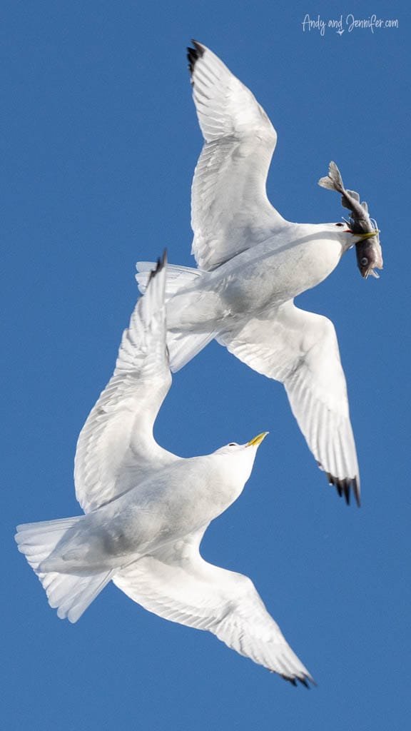 Kittiwake stealing fish midair from another