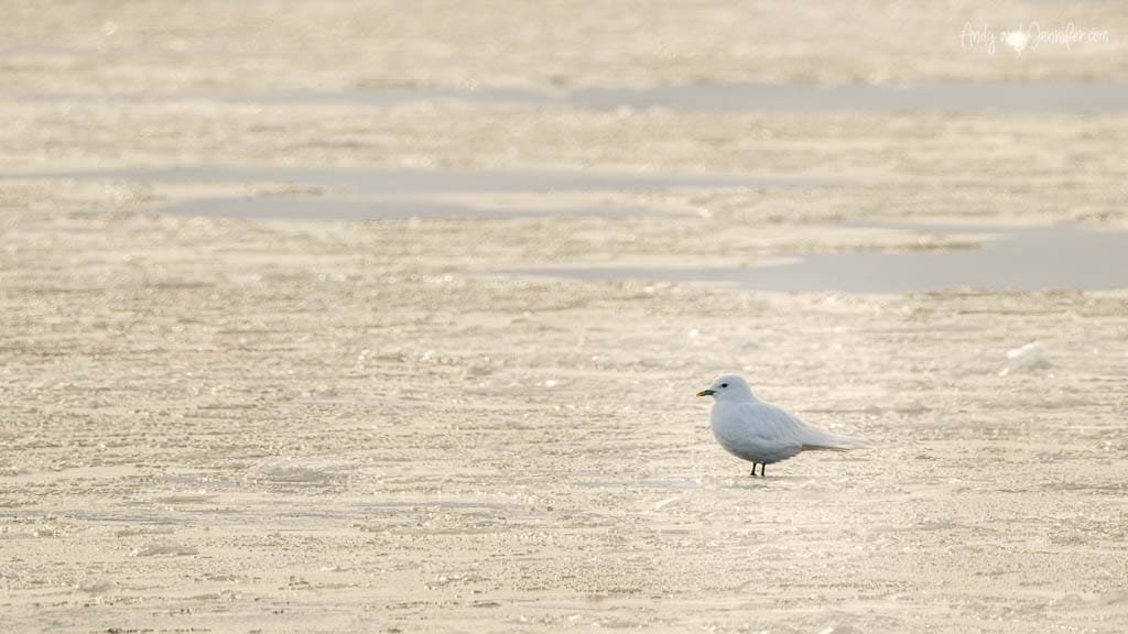Ivory gull standing on icy Arctic surface