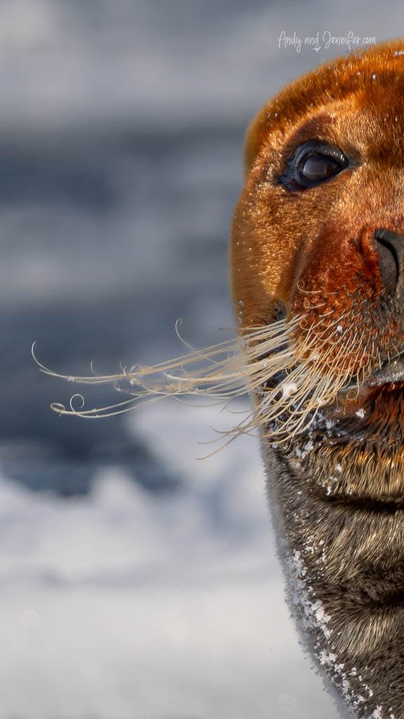 Close-up of bearded seal face and whiskers