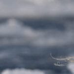 Close up of bearded seal with curled whiskers