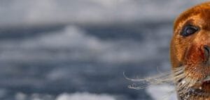 Close up of bearded seal with curled whiskers