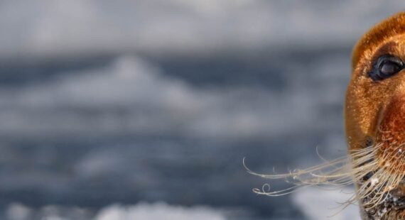 Close up of bearded seal with curled whiskers