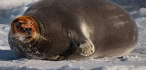 Bearded seal lounging on snowy Arctic ice