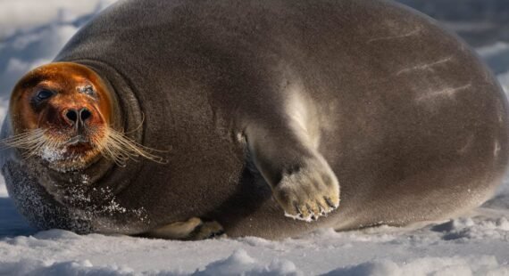 Bearded seal lounging on snowy Arctic ice