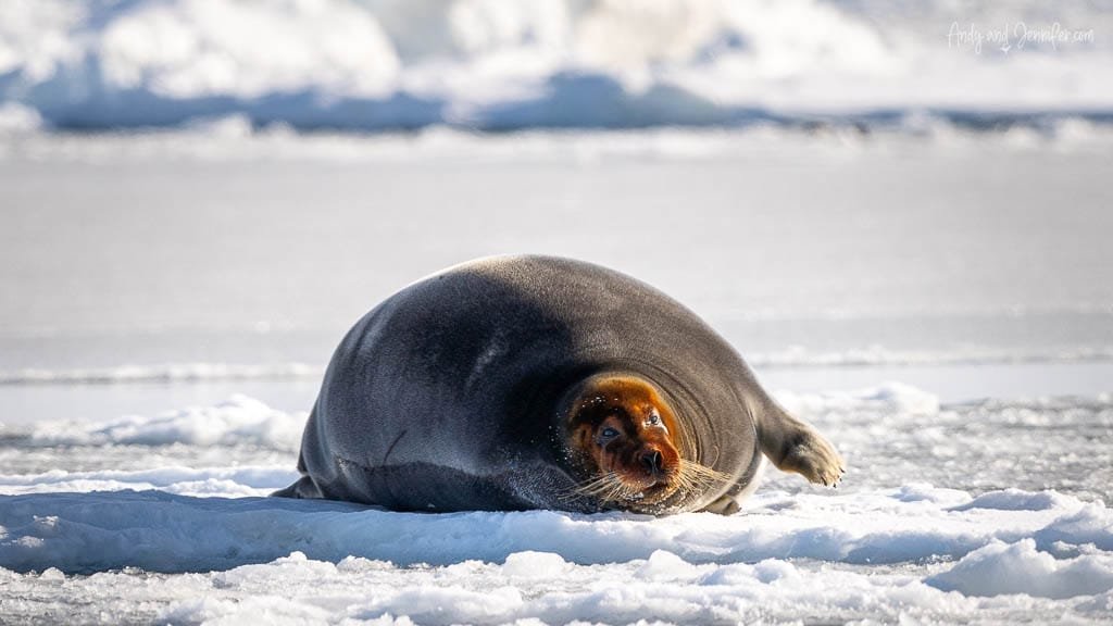 Seal lounging on snowy Arctic ice