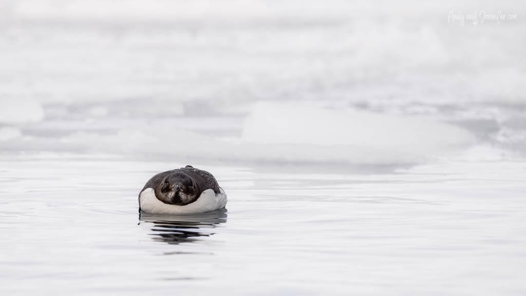 Brünnich’s guillemot floating in cold sea