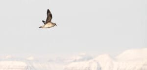 Northern Fulmar flying over snowy Arctic mountains