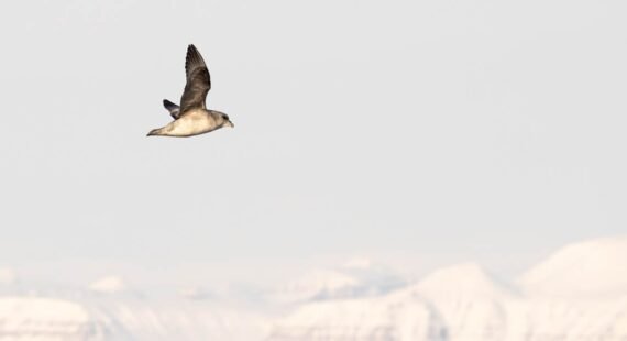 Northern Fulmar flying over snowy Arctic mountains
