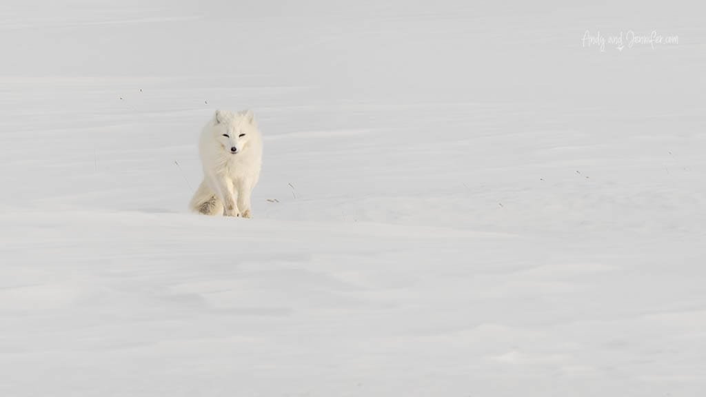 Svalbard photography: Arctic fox walking alone on snowy tundra