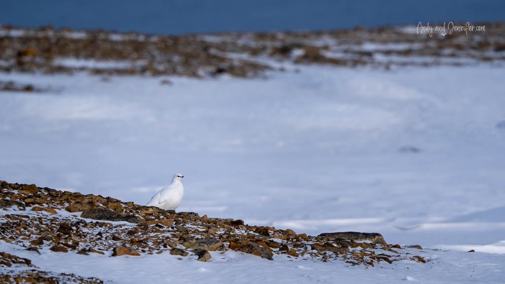 Svalbard photography: White ptarmigan perched on snowy rocky slope