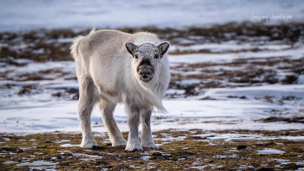 Young Svalbard reindeer standing on snowy tundra
