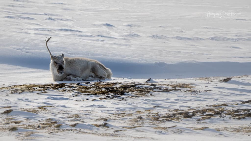 Svalbard reindeer resting on snowy tundra