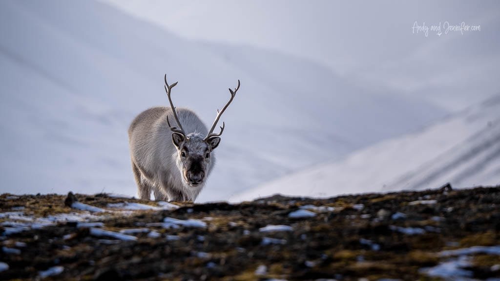 Svalbard reindeer standing on Arctic hillside