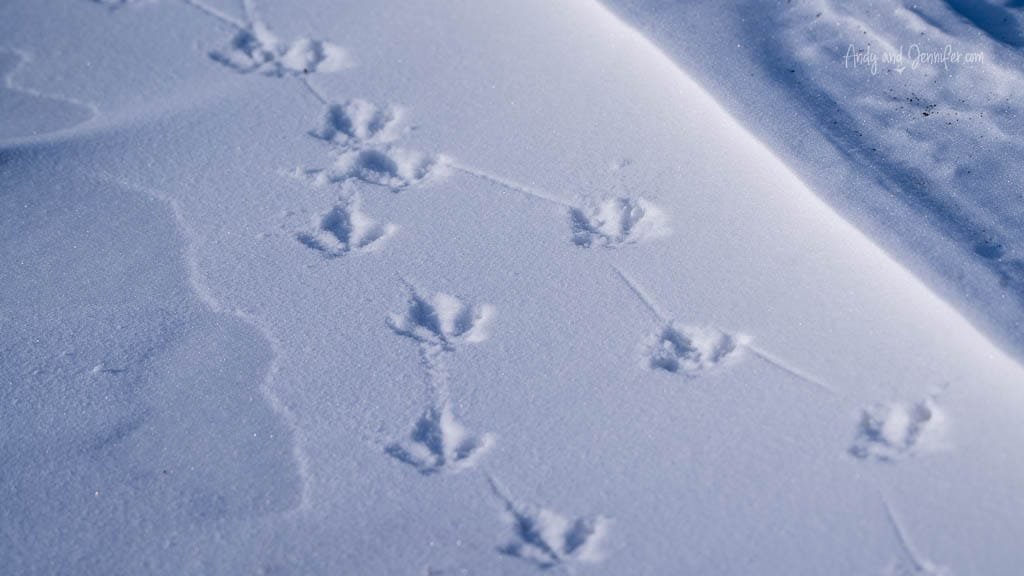 Ptarmigan tracks in fresh Arctic snow