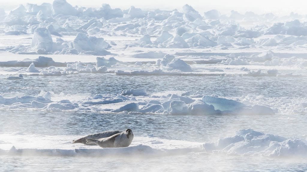Seals lying on ice floe amid frozen Arctic waters