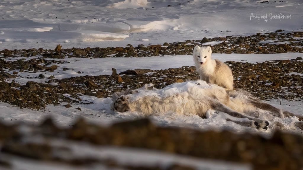 Svalbard photography: Arctic fox scavenging a reindeer carcass in snow