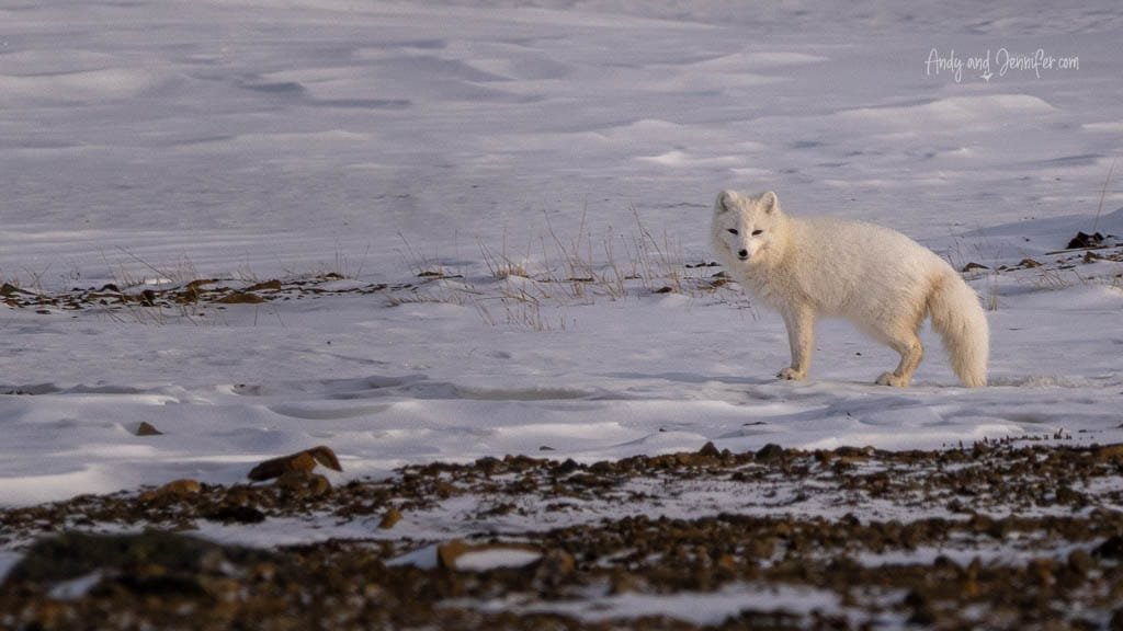 Arctic fox standing alert on icy terrain
