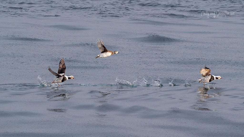 Long-tailed ducks taking flight from Arctic sea