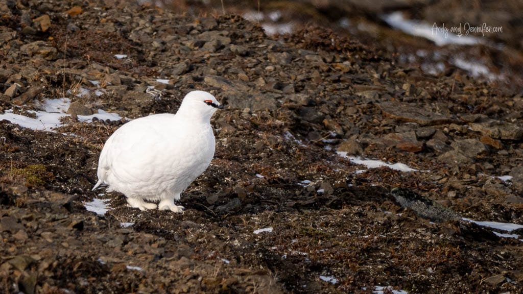 White ptarmigan standing on rocky tundra