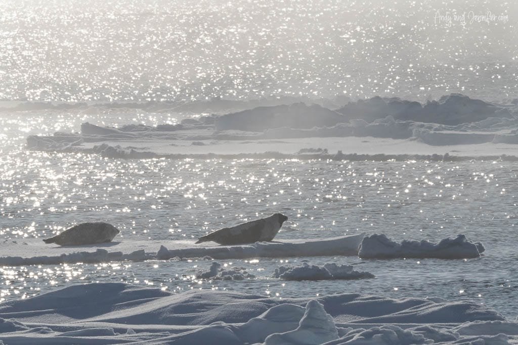 Seals on Arctic ice floes in shimmering sunlight
