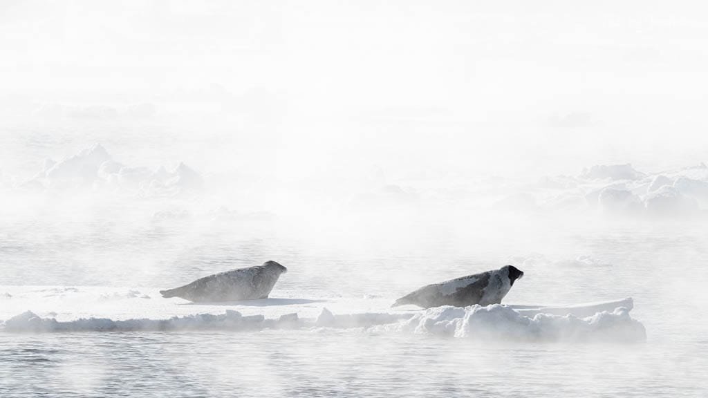Two seals resting on Arctic sea ice in mist