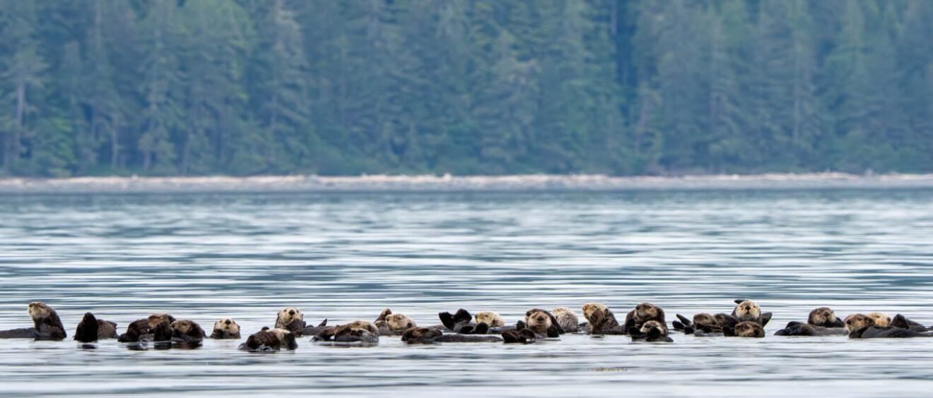Large raft of sea otters floating together on calm water with a forested shoreline in the background.