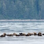 Large raft of sea otters floating together on calm water with a forested shoreline in the background.