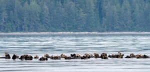 Large raft of sea otters floating together on calm water with a forested shoreline in the background.