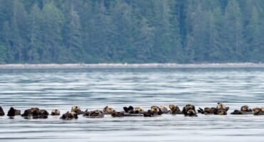 Large raft of sea otters floating together on calm water with a forested shoreline in the background.