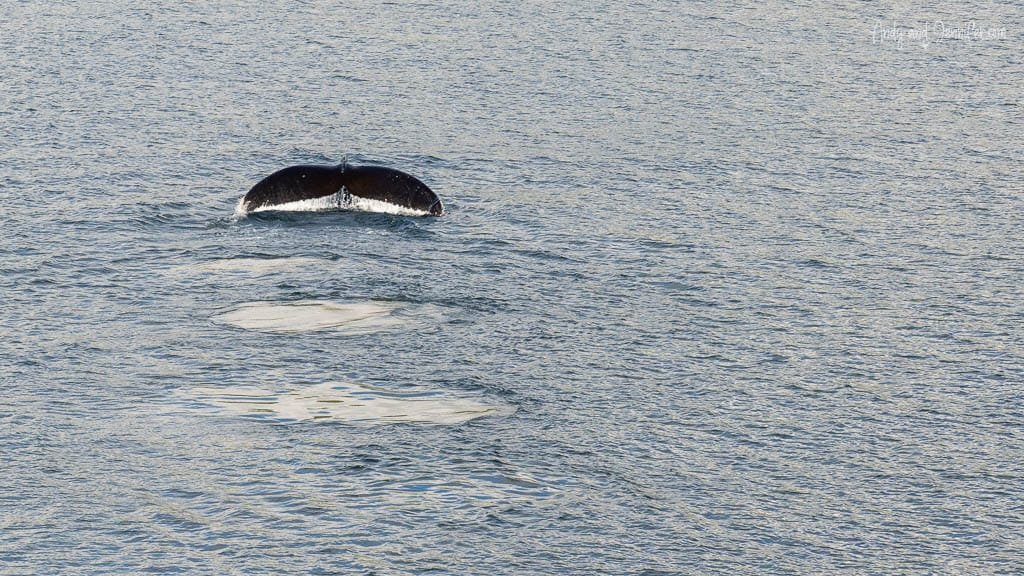 Humpback whale tail diving into ocean water.