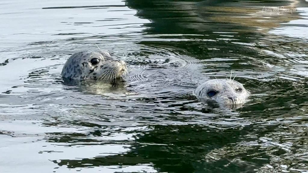 Two harbor seals swimming in calm coastal water.